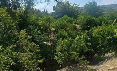 HUERTA DE LIMON SIN SEMILLA EN VENTA