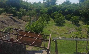 HUERTA DE LIMON SIN SEMILLA EN VENTA