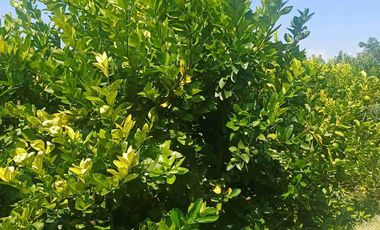 HUERTA DE LIMON SIN SEMILLA EN VENTA