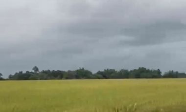 With Title 30 hectares land in Guimba Nueva Ecija