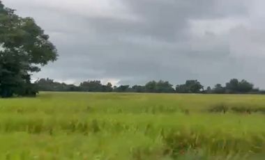 With Title 30 hectares land in Guimba Nueva Ecija