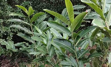 Arriendo Casa campo Betania