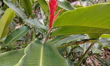 Arriendo Casa campo Betania