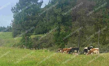Hacienda lechera de venta en la Paz Nabon. Tecnificada ubicada a 1 hora de Cuenca