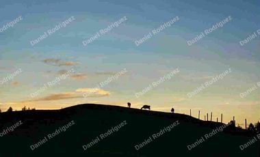 Hacienda lechera de venta en la Paz Nabon. Tecnificada ubicada a 1 hora de Cuenca