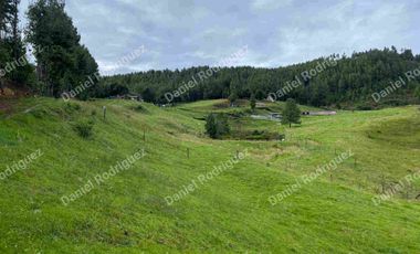 Hacienda lechera de venta en la Paz Nabon. Tecnificada ubicada a 1 hora de Cuenca