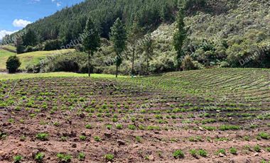 Hacienda lechera de venta en la Paz Nabon. Tecnificada ubicada a 1 hora de Cuenca