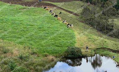 Hacienda lechera de venta en la Paz Nabon. Tecnificada ubicada a 1 hora de Cuenca