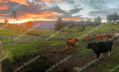 Hacienda lechera de venta en la Paz Nabon. Tecnificada ubicada a 1 hora de Cuenca