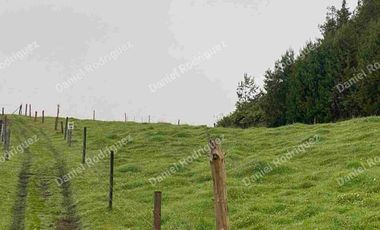 Hacienda lechera de venta en la Paz Nabon. Tecnificada ubicada a 1 hora de Cuenca