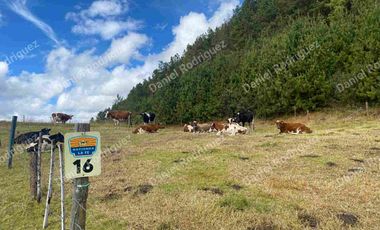 Hacienda lechera de venta en la Paz Nabon. Tecnificada ubicada a 1 hora de Cuenca