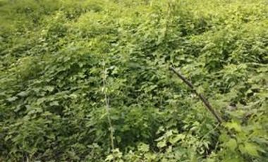 VENDO FINCA DE DESCANSO Y EXPLOTACIÓON GANADERA Y TURISTICA