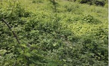 VENDO FINCA DE DESCANSO Y EXPLOTACIÓON GANADERA Y TURISTICA