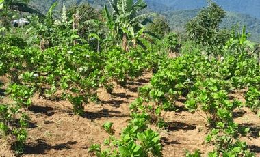 Dijual lahan seluas 50 are di kawasan Munduk Tamblingan
