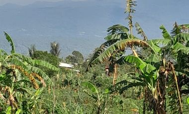Dijual lahan seluas 50 are di kawasan Munduk Tamblingan