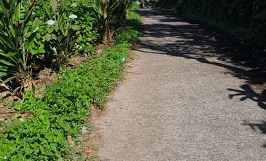 Dijual lahan seluas 50 are di kawasan Munduk Tamblingan