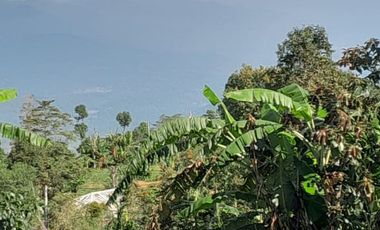Dijual lahan seluas 50 are di kawasan Munduk Tamblingan