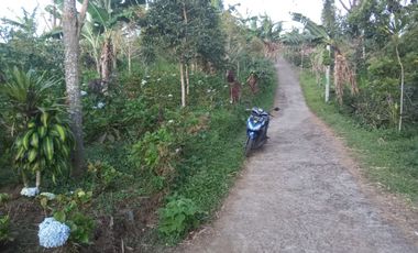 Dijual lahan seluas 20 are di kawasan Munduk