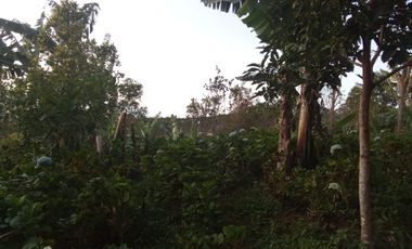 Dijual lahan seluas 20 are di kawasan Munduk