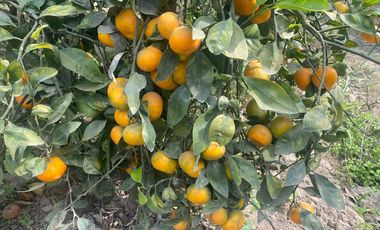 VENTA DE TERRENO DENTRO DE CONDOMINIO PRIVADO