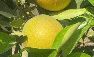 VENTA DE TERRENO DENTRO DE CONDOMINIO PRIVADO