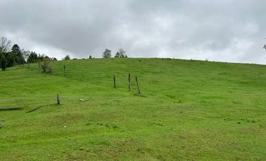 TERRENO DE 52 HÁ. EN SECTOR LIPINGÜE COMUNA LOS LAGOS