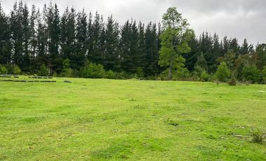 TERRENO DE 52 HÁ. EN SECTOR LIPINGÜE COMUNA LOS LAGOS