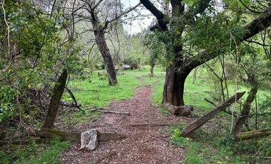 TERRENO DE 52 HÁ. EN SECTOR LIPINGÜE COMUNA LOS LAGOS