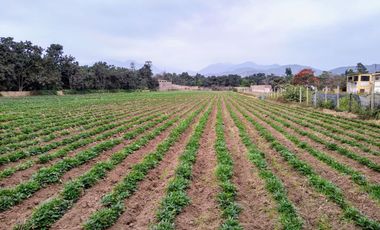 Terreno en Lurín para Casa de Campo, Huerta, Casa de Retiro, Actividades Agrícolas, Turísticas, Recreativas, Campestres, Artesanales y Comerciales