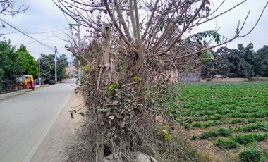 Terreno en Lurín para Casa de Campo, Huerta, Casa de Retiro, Actividades Agrícolas, Turísticas, Recreativas, Campestres, Artesanales y Comerciales