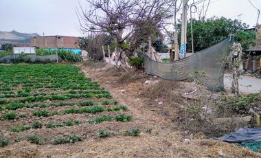 Terreno en Lurín para Casa de Campo, Huerta, Casa de Retiro, Actividades Agrícolas, Turísticas, Recreativas, Campestres, Artesanales y Comerciales
