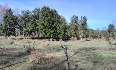 Parcela calidad indígena $27.000.000.- en Villarrica