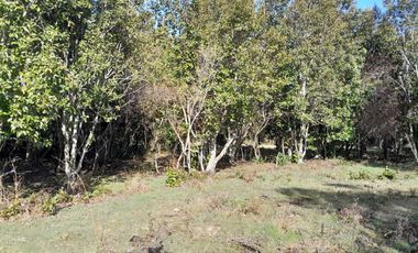 Parcela calidad indígena $27.000.000.- en Villarrica