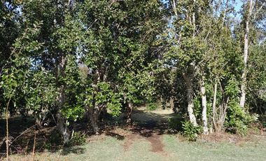 Parcela calidad indígena $27.000.000.- en Villarrica