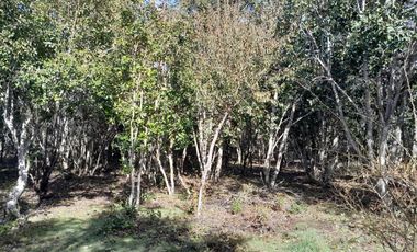 Parcela calidad indígena $27.000.000.- en Villarrica