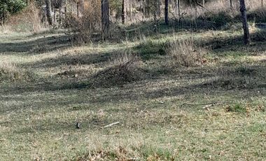 Parcela calidad indígena $27.000.000.- en Villarrica