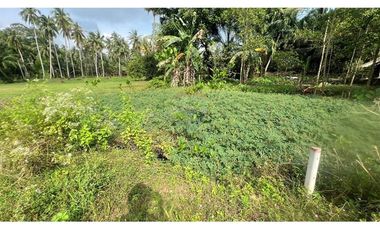 3-storey Swallow Nest House with a large plot of land in Tha Sala