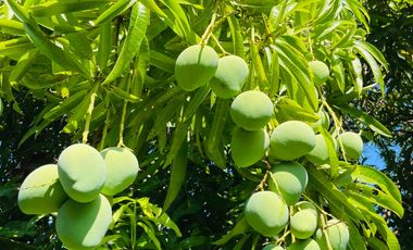 BRENTVILLE at PROMINENCE II Well-maintained 2-Storey Furnished House w/ Pool and Spacious Garden FOR SALE!