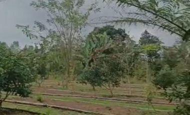 LAND IS READY TO BUILD, HAS A GOOD, CLEAR WATER SOURCE FROM MOUNT KINTAMANI