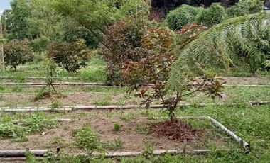 LAND IS READY TO BUILD, HAS A GOOD, CLEAR WATER SOURCE FROM MOUNT KINTAMANI