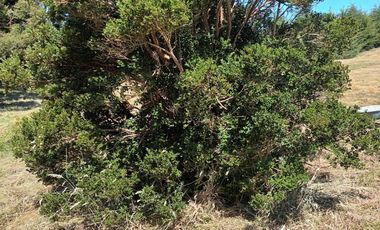 Parcela en Parcelación Colonos del Lago Llanquihue Puerto Varas