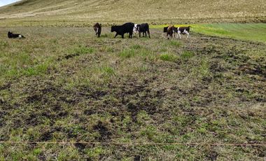 ✨ Se Vende Hacienda Histórica en Cotopaxi