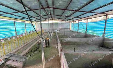 vendo granja porcina vía Quevedo La Reforma