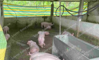 vendo granja porcina vía Quevedo La Reforma