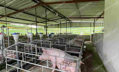 vendo granja porcina vía Quevedo La Reforma