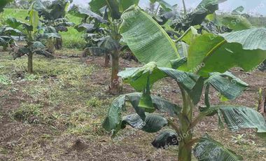 vendo granja porcina vía Quevedo La Reforma