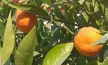 Arriendo de Gran Casa Familiar con Dos Departamentos Independientes en La Calera!