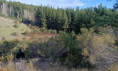 SE VENDE PARCELA DE 1 HECTÁREA SECTOR EL MEMBRILLO LAJA REGION BIO BIO