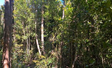 Se vende parcela en la costa Valdiviana Bonifacio