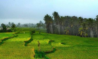 Dijual Cepat Luxury Villa Komersil Di Kawasan Wisata Ubud - Bali.